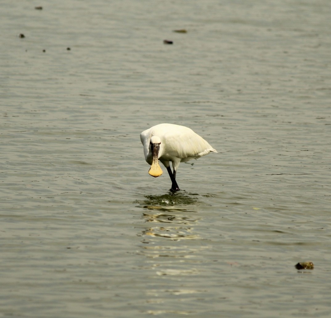 Eurasian Spoonbill - ML642857127