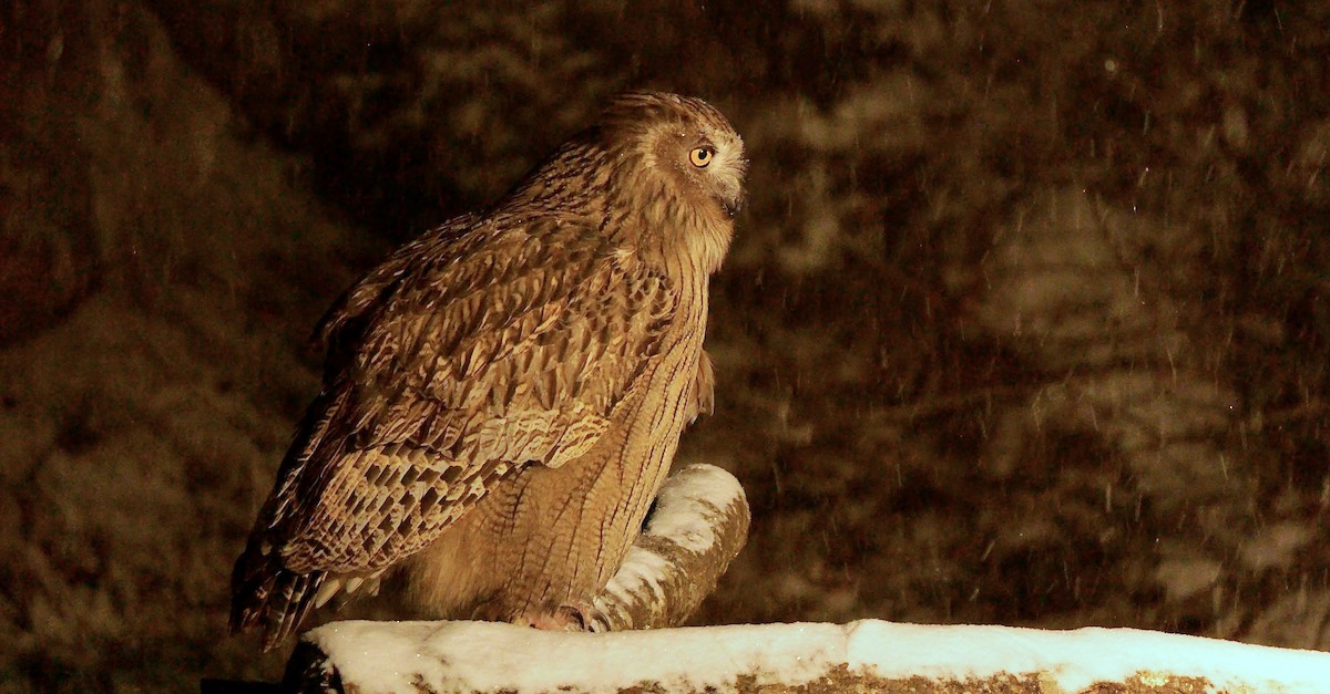 Blakiston's Fish-Owl - ML642857129