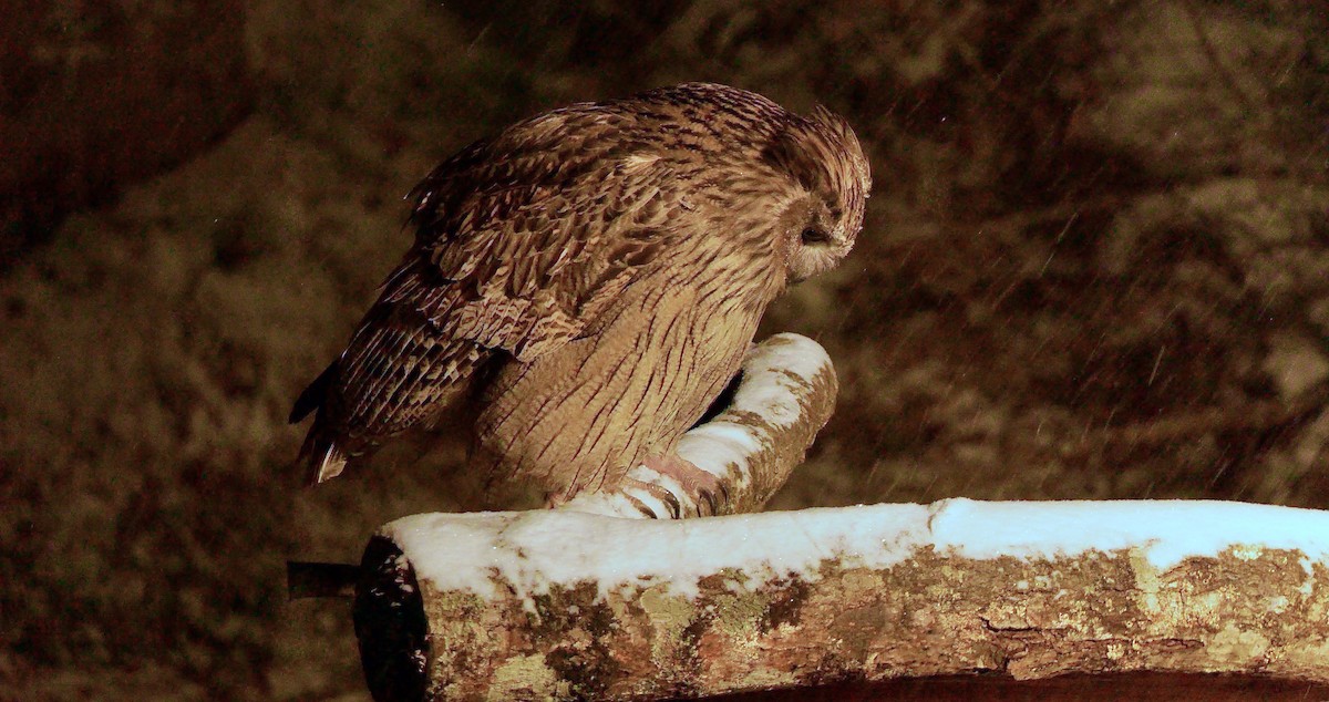 Blakiston's Fish-Owl - ML642857130