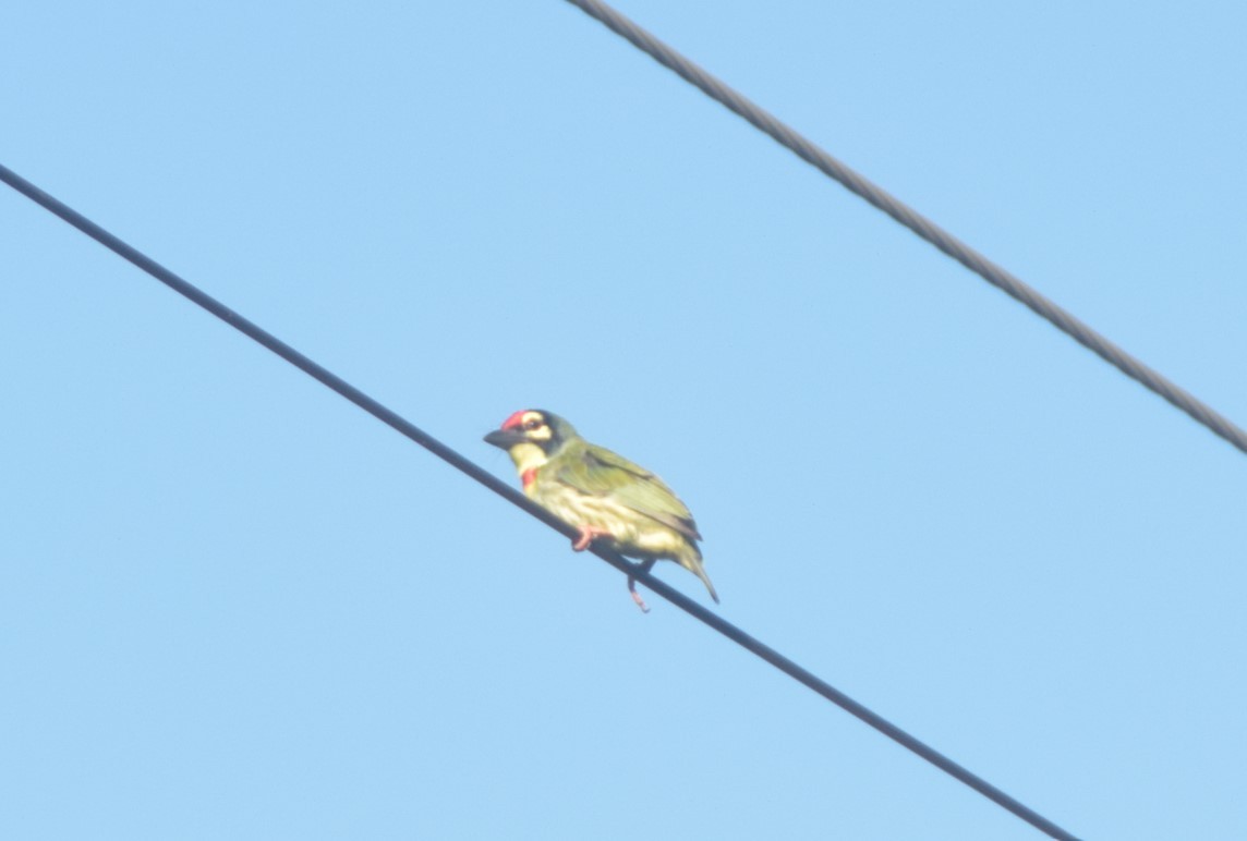 Coppersmith Barbet - ML642857133