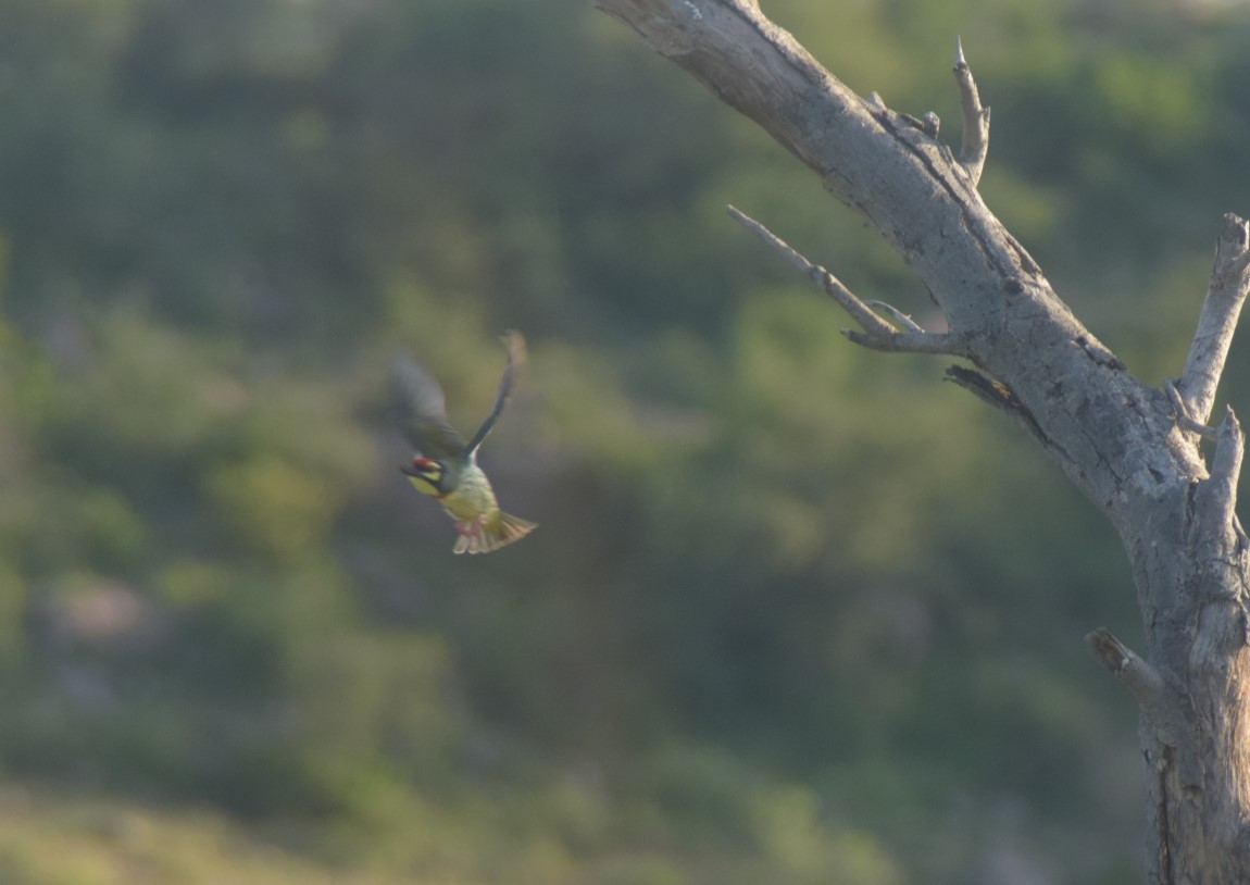 Coppersmith Barbet - ML642857134
