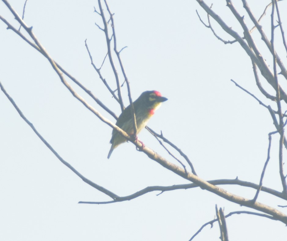 Coppersmith Barbet - ML642857135