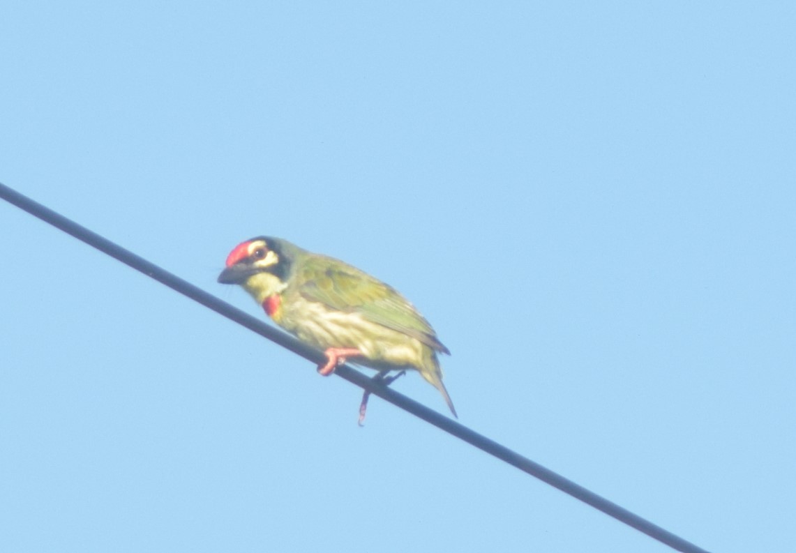 Coppersmith Barbet - ML642857136