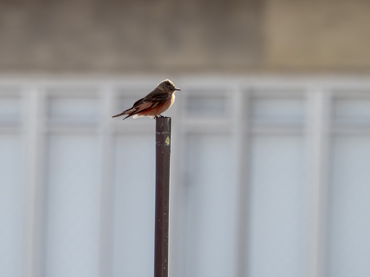 Cliff Flycatcher - ML642857137