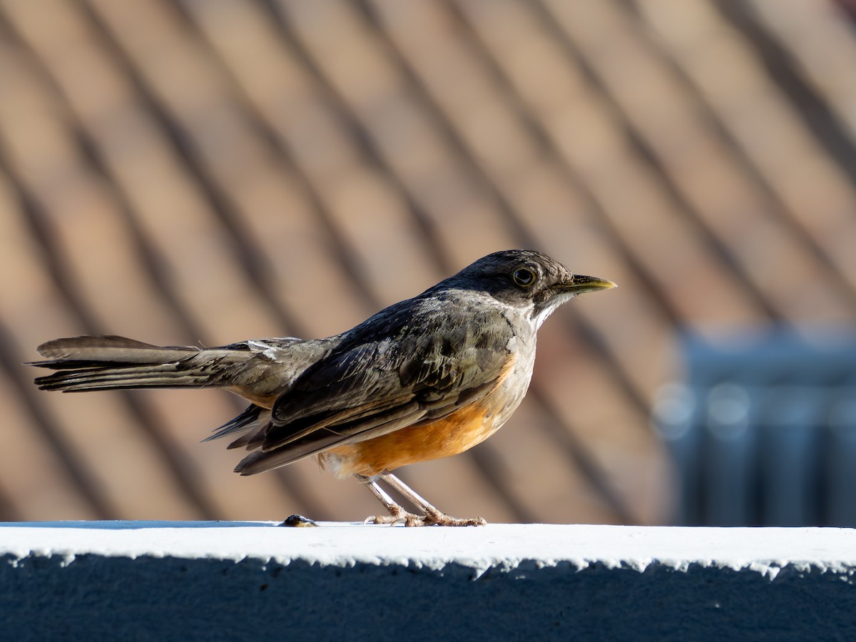 Rufous-bellied Thrush - ML642857149