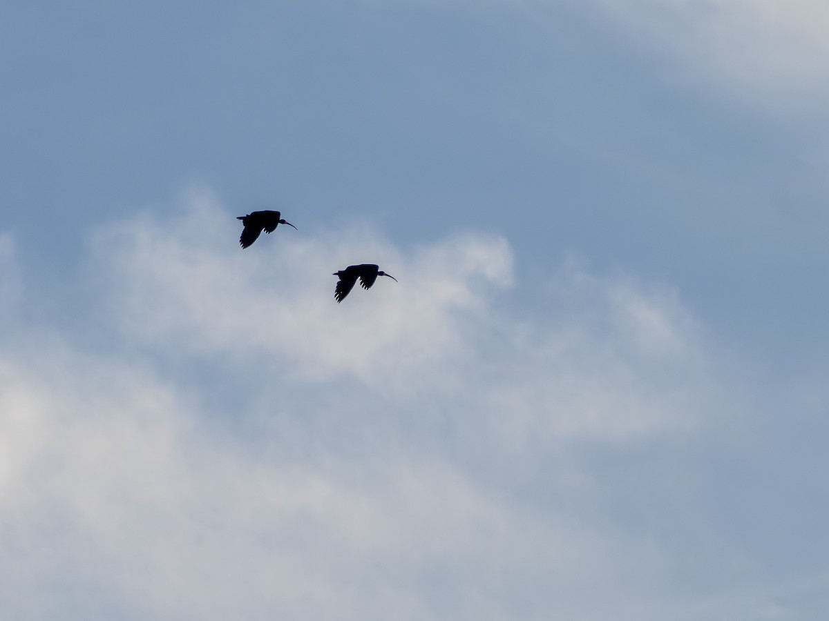 Bare-faced Ibis - ML642857155