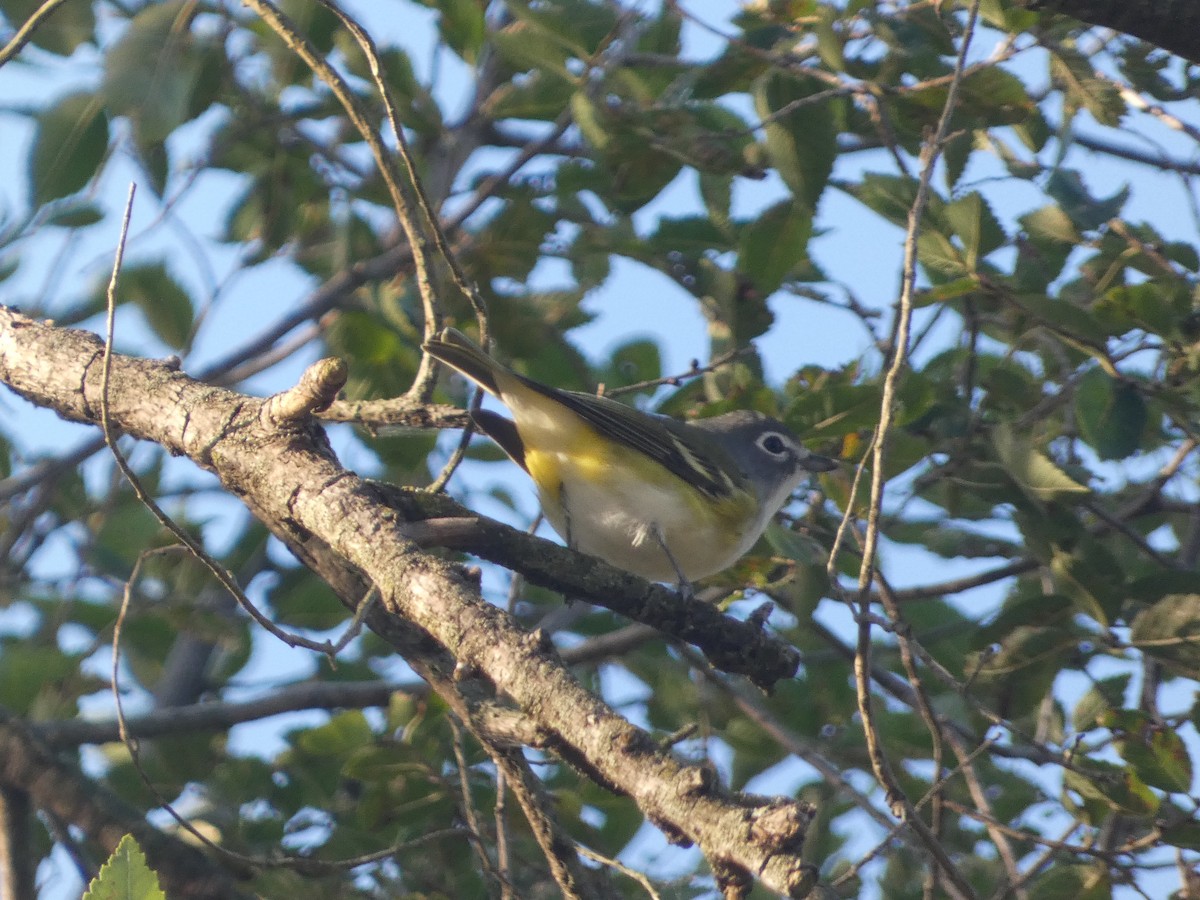 Blue-headed Vireo - ML642857156