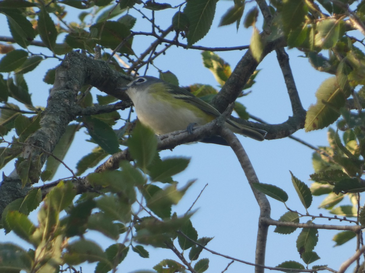 Blue-headed Vireo - ML642857157