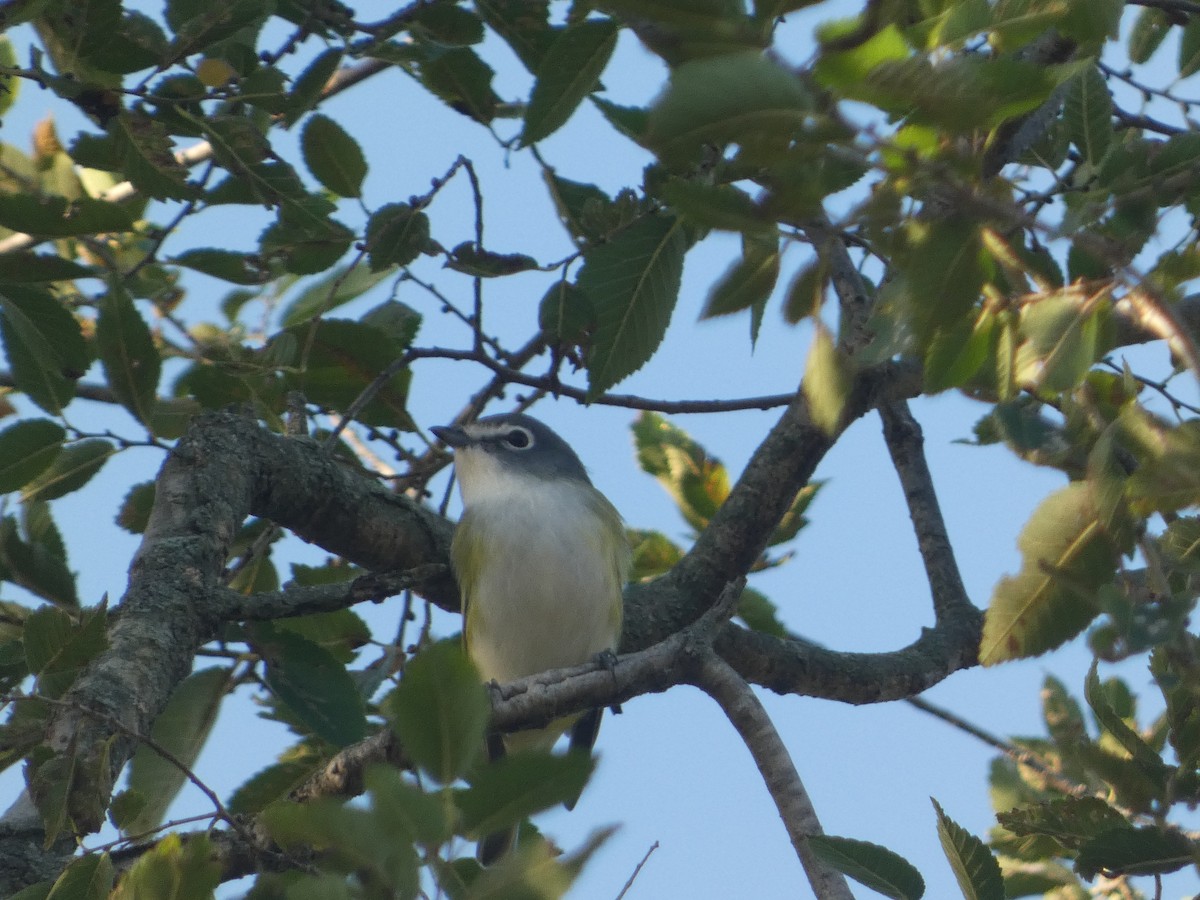 Blue-headed Vireo - ML642857158