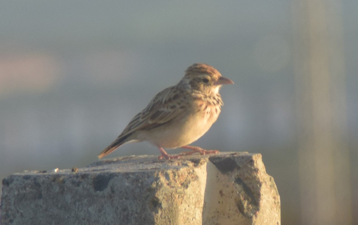 Indian Bushlark - ML642857176