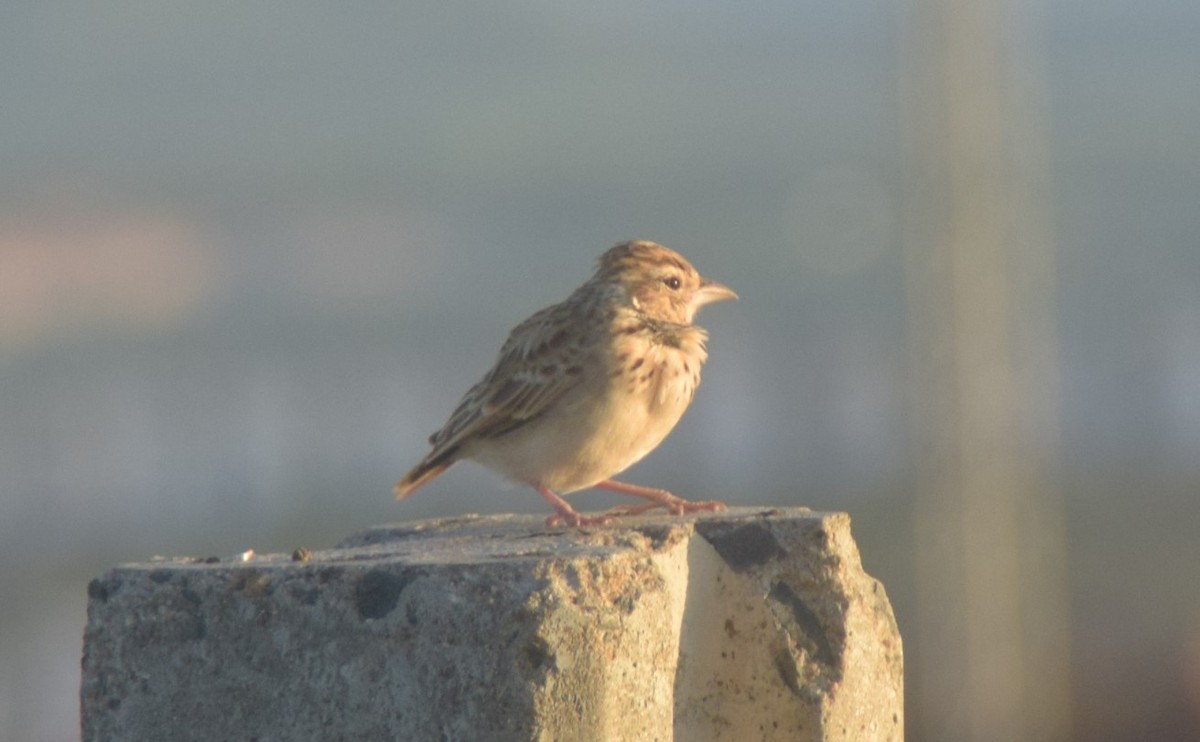 Indian Bushlark - ML642857177