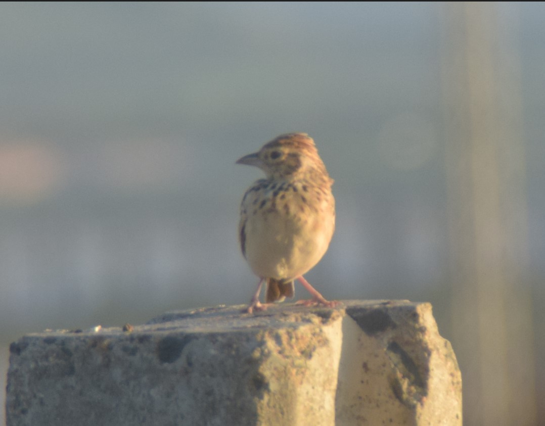 Indian Bushlark - ML642857178