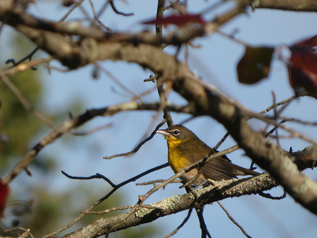 Yellow-breasted Chat - ML642857184