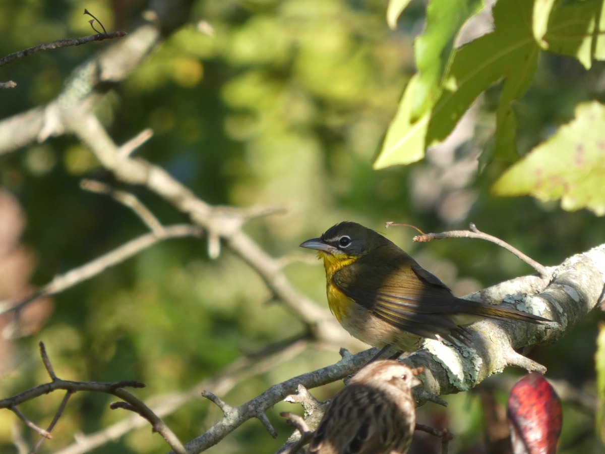 Yellow-breasted Chat - ML642857185