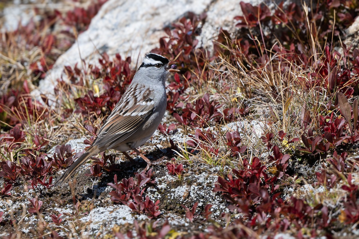 White-crowned Sparrow - ML642857192