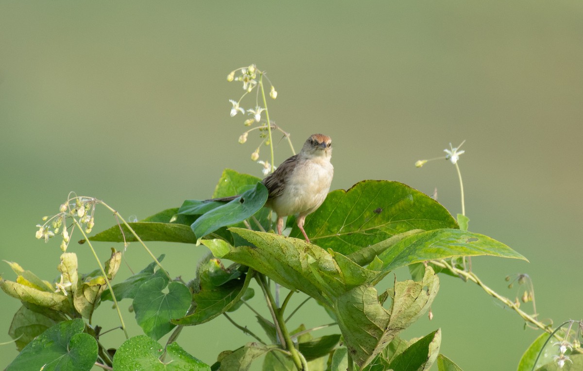 Striated Grassbird - ML642857200