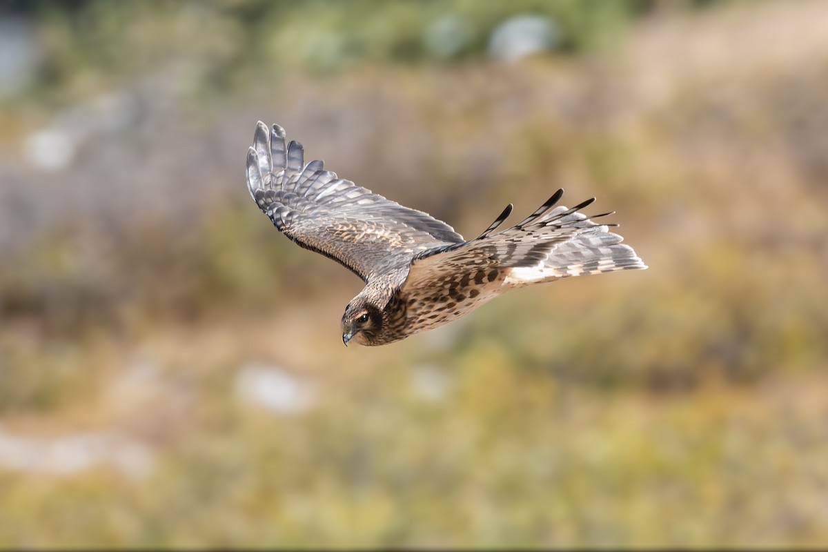 Northern Harrier - ML642857201