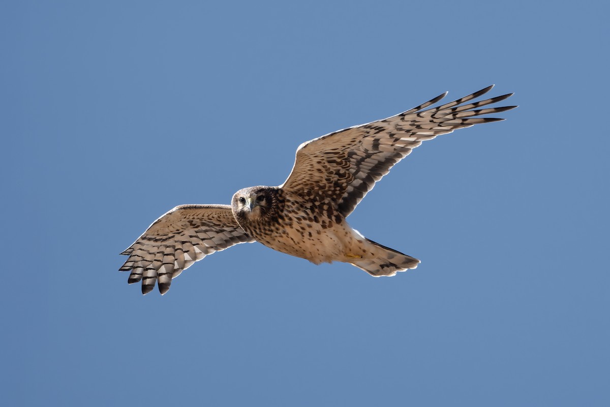 Northern Harrier - ML642857202