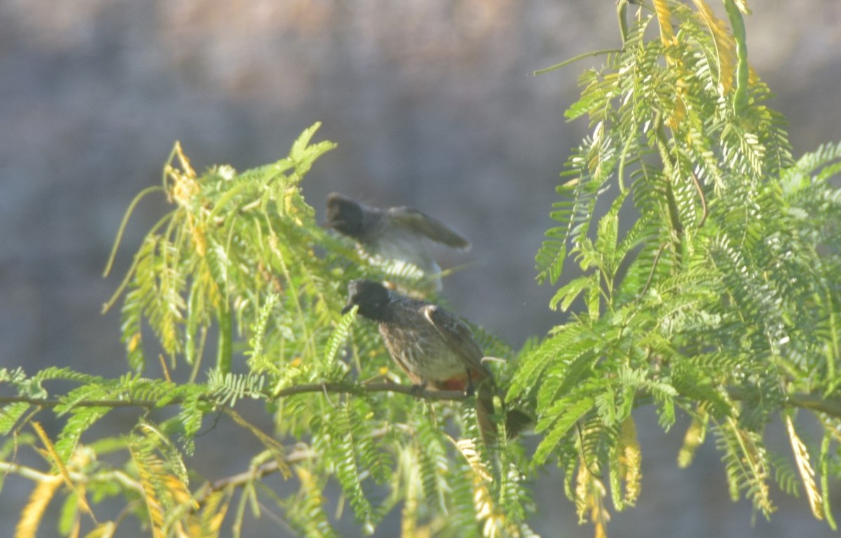 Red-vented Bulbul - ML642857220