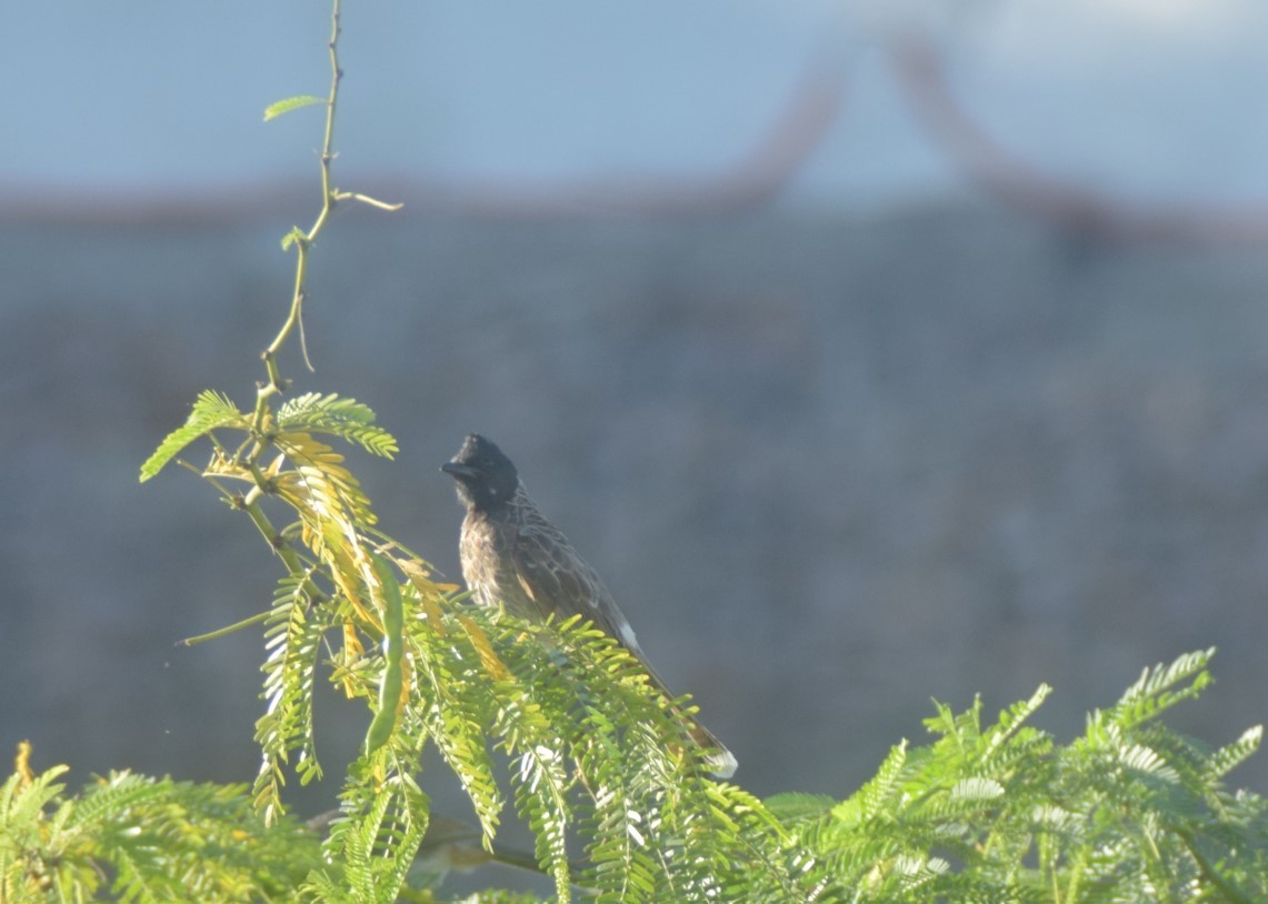Red-vented Bulbul - ML642857221