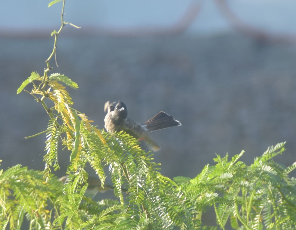 Red-vented Bulbul - ML642857222