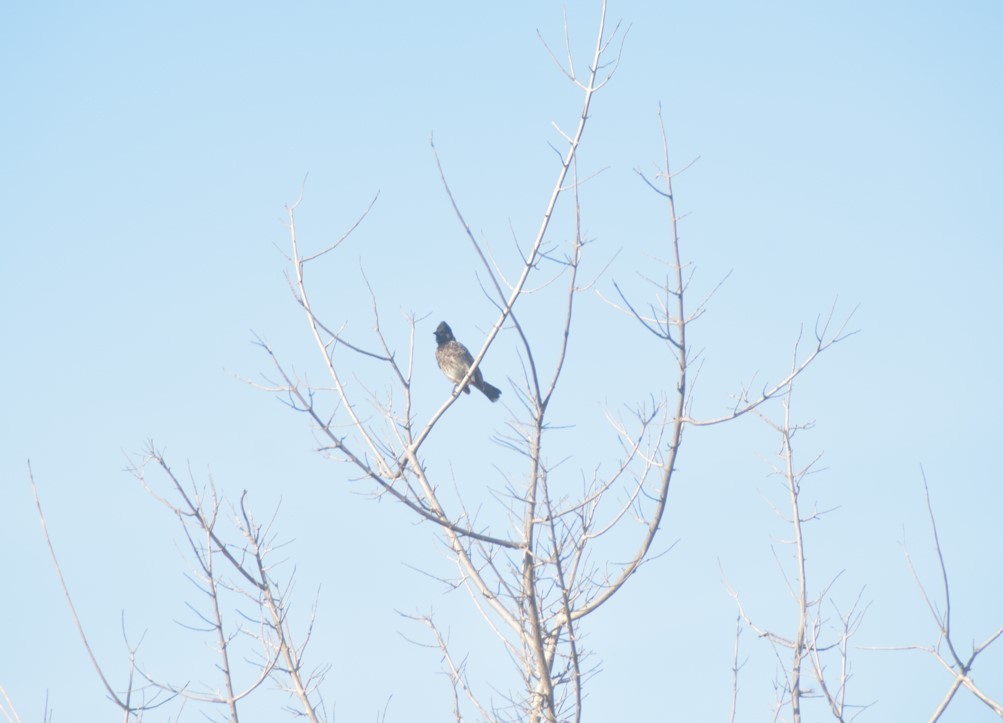 Red-vented Bulbul - ML642857223