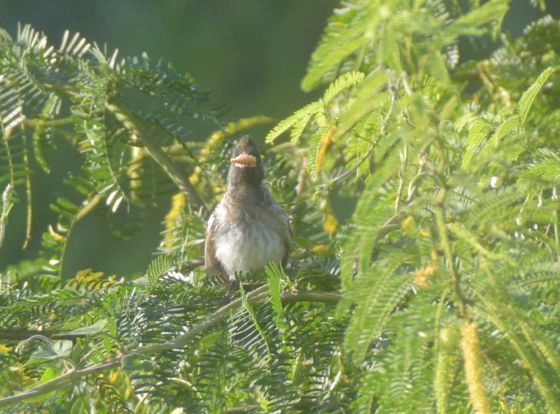 Red-vented Bulbul - ML642857224
