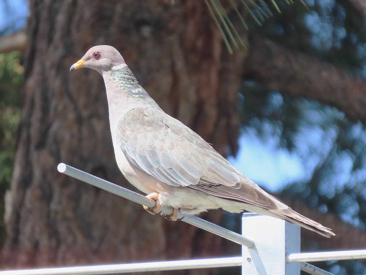 Band-tailed Pigeon - ML642857227