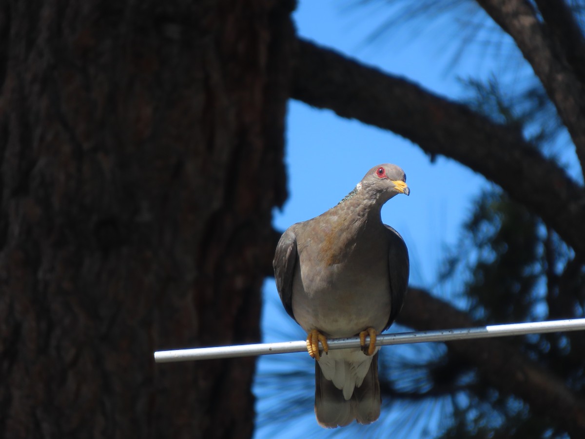 Band-tailed Pigeon - ML642857229