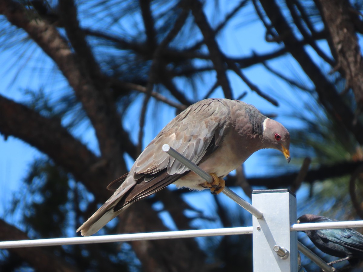 Band-tailed Pigeon - ML642857230