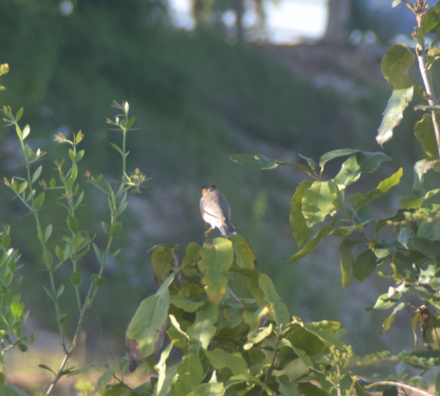 Brahminy Starling - ML642857231