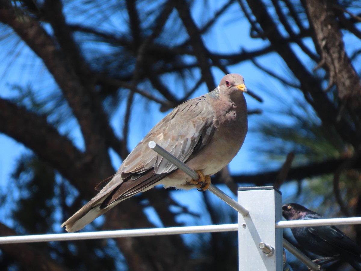 Band-tailed Pigeon - ML642857233