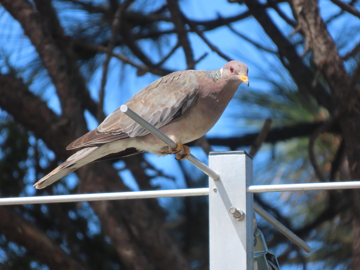 Band-tailed Pigeon - ML642857234