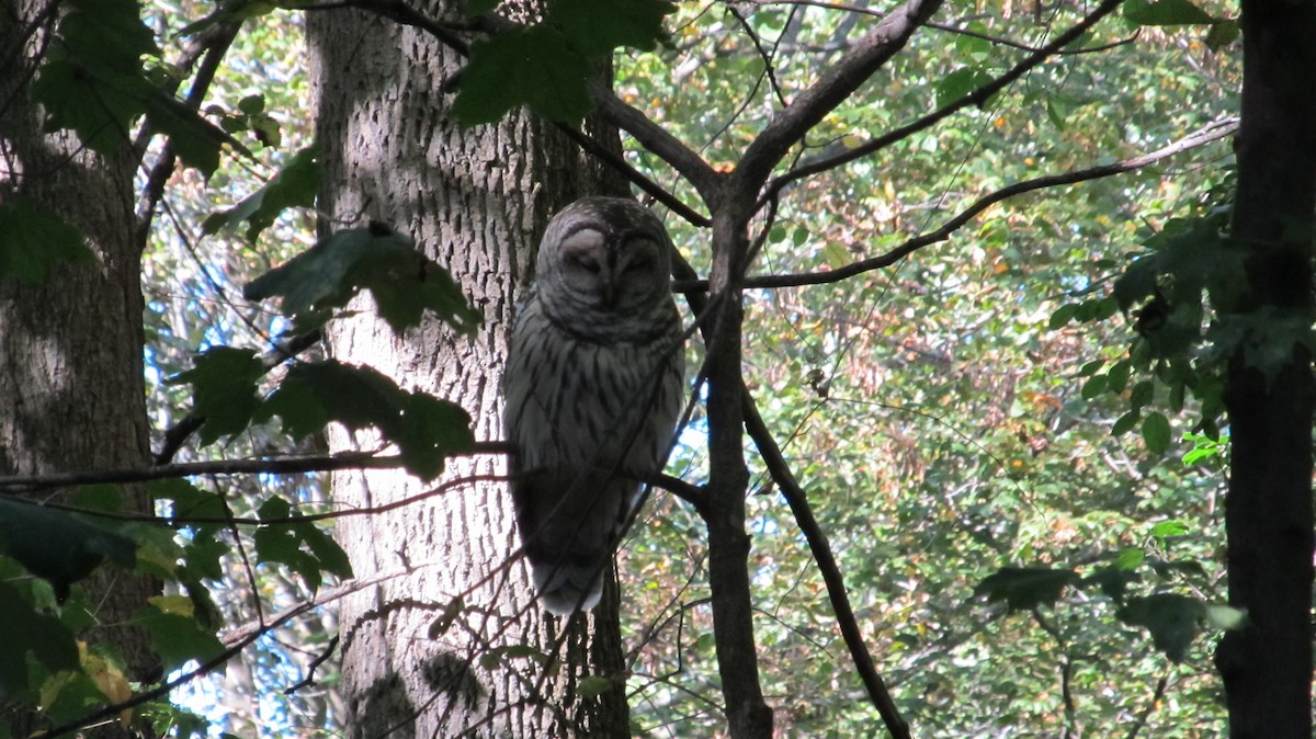 アメリカフクロウ - ML642857238