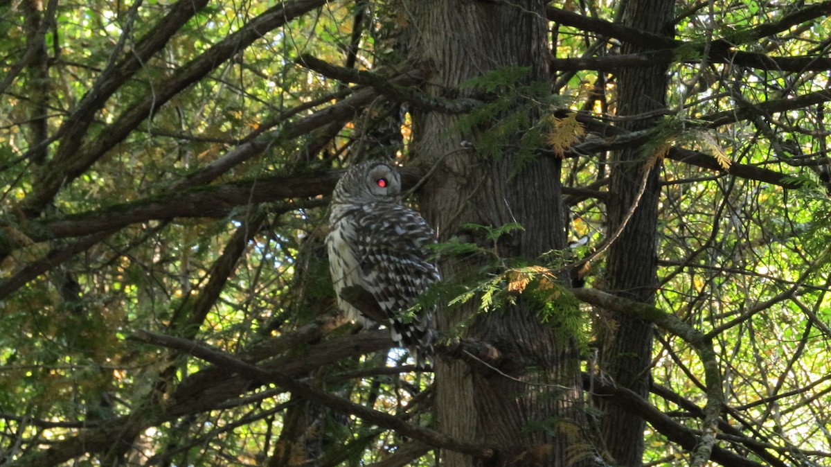 アメリカフクロウ - ML642857239