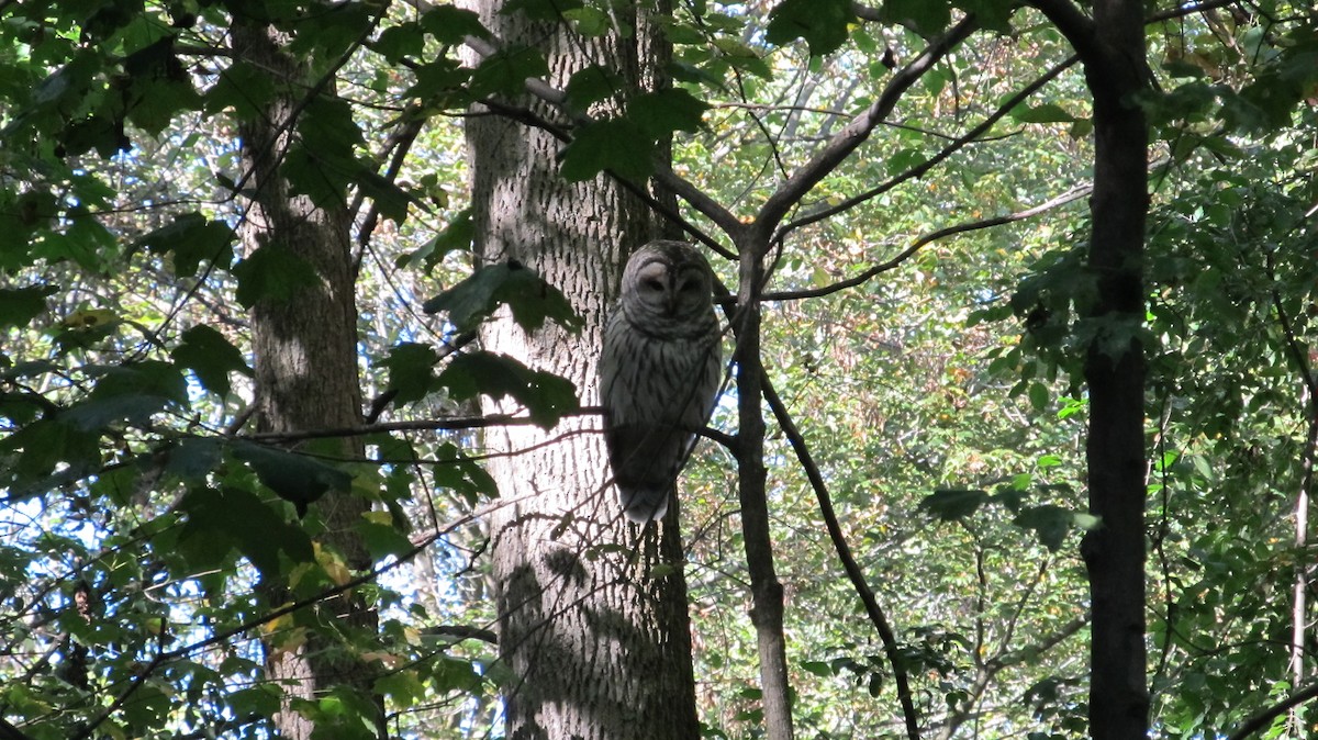 アメリカフクロウ - ML642857240