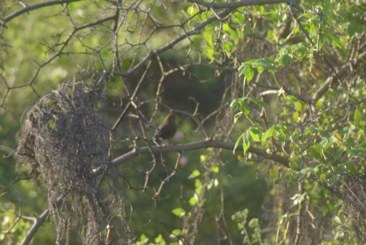Indian Robin - ML642857248