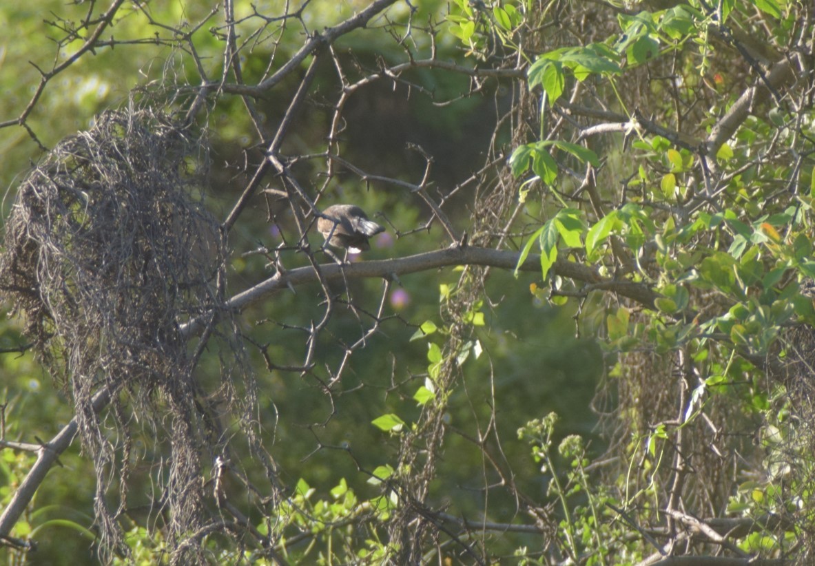 Indian Robin - ML642857249