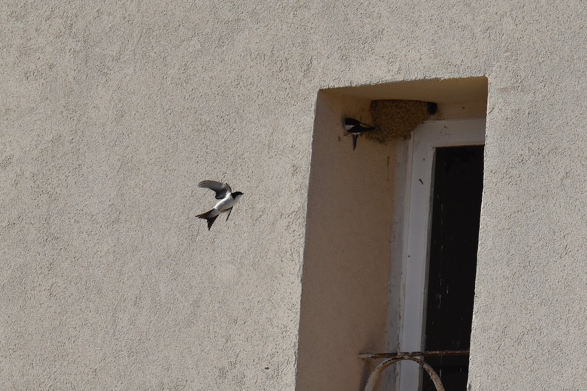 Western House-Martin - ML642857251