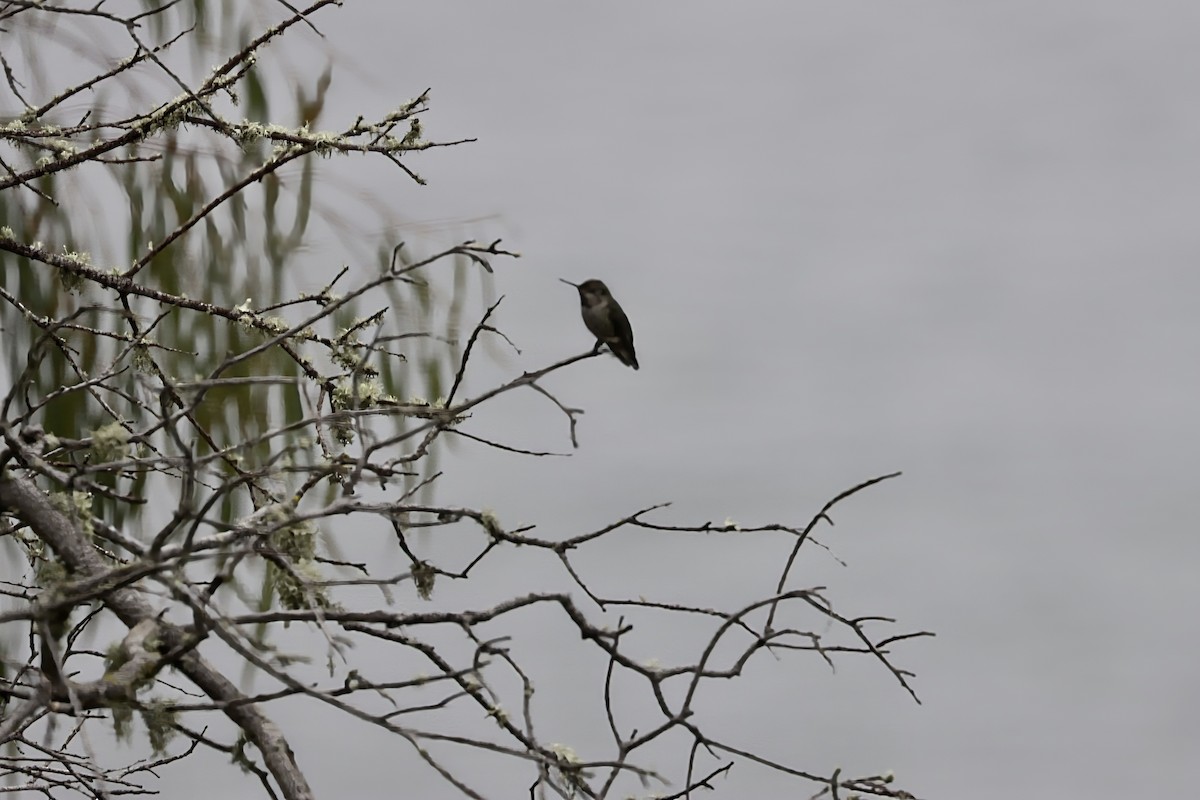 Anna's Hummingbird - ML642857256