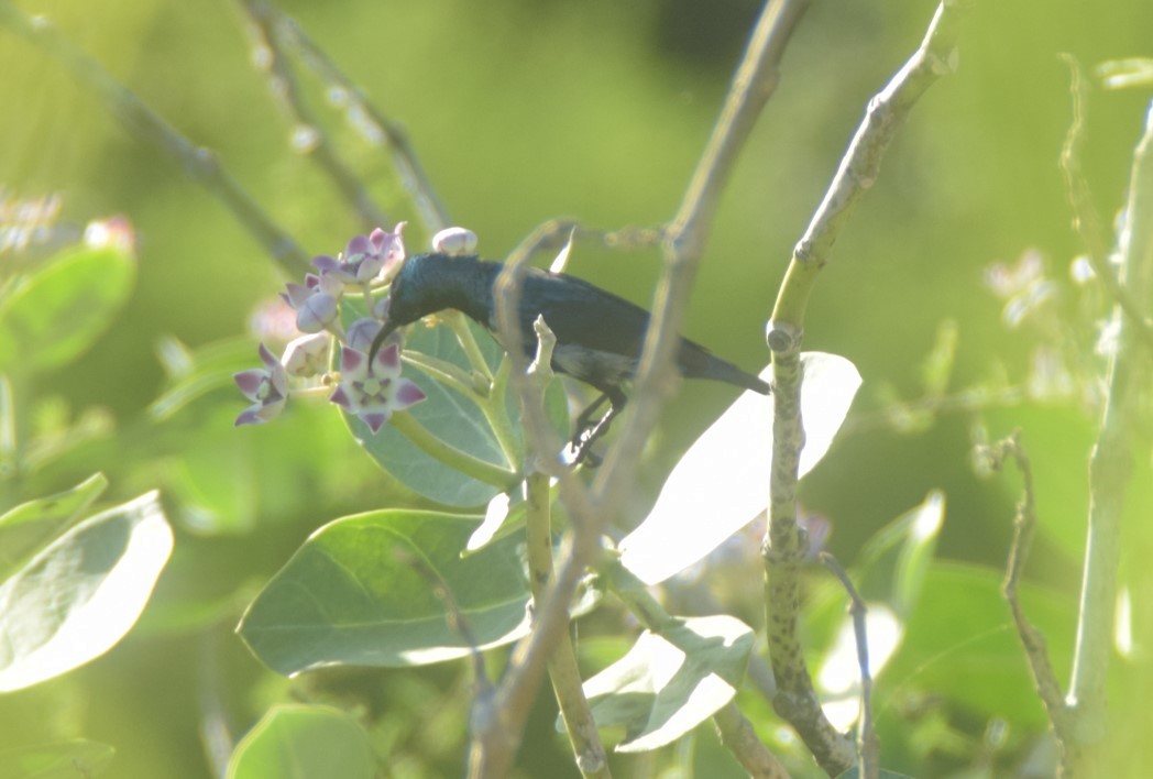 Purple Sunbird - ML642857270