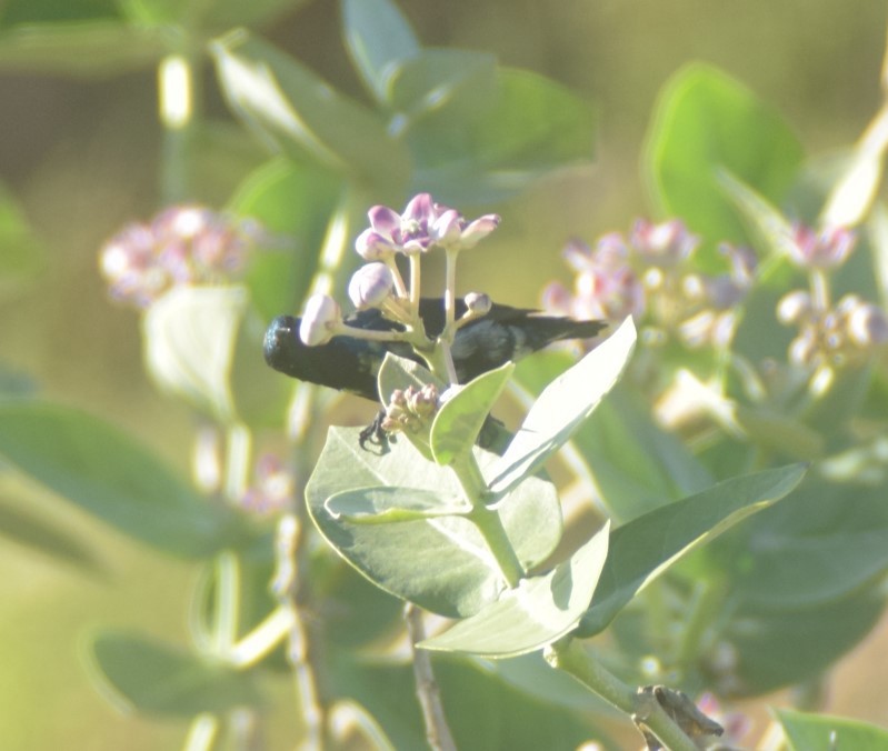 Purple Sunbird - ML642857271