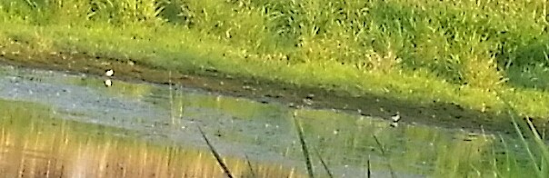Solitary Sandpiper - ML642857275