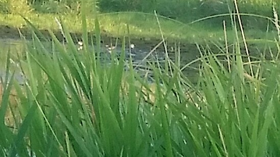Solitary Sandpiper - ML642857276