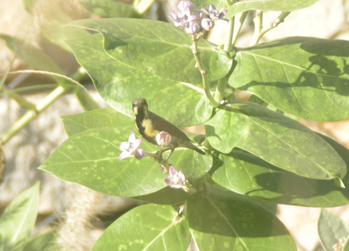 Purple-rumped Sunbird - ML642857279