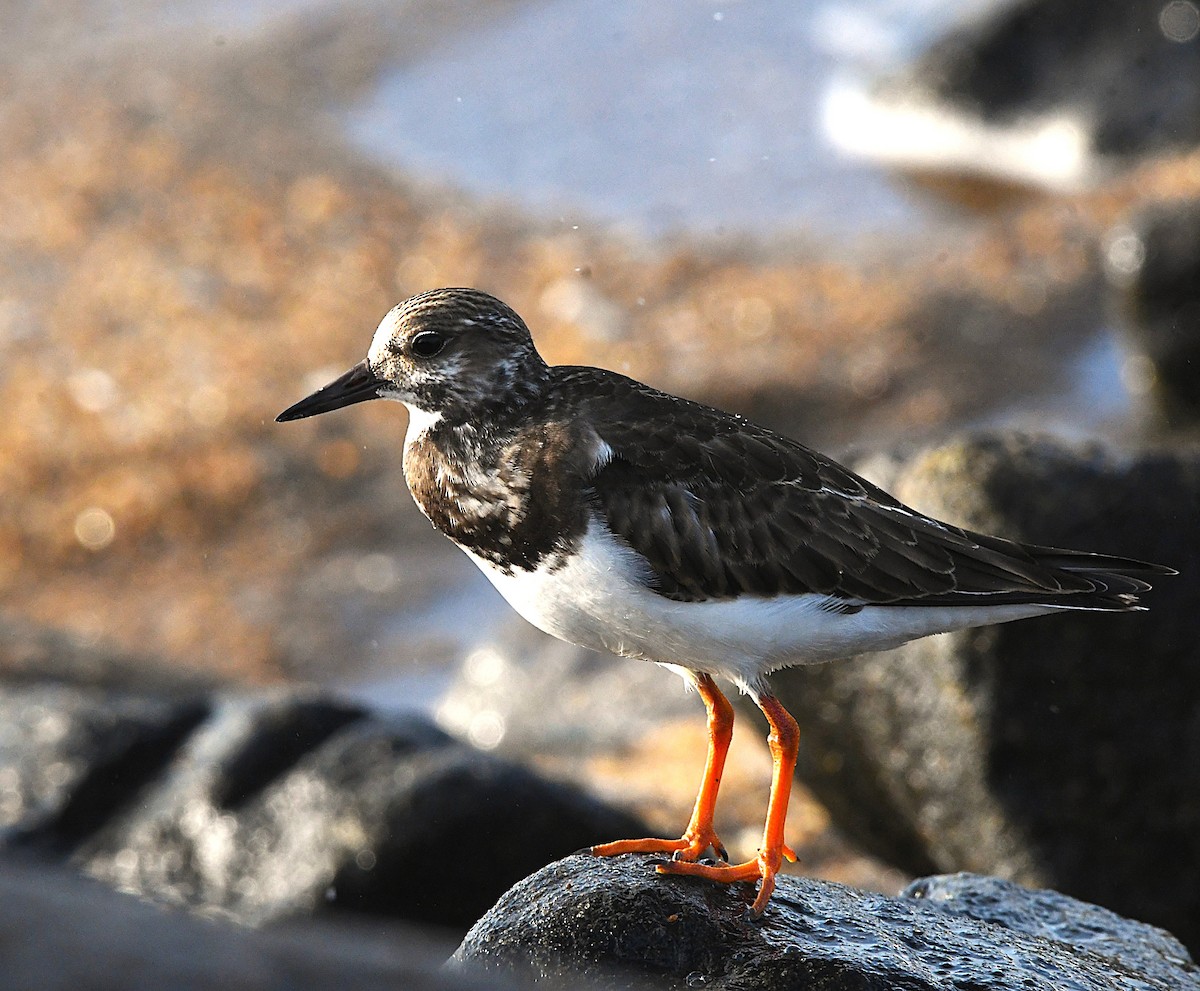 Ruddy Turnstone - ML642857285