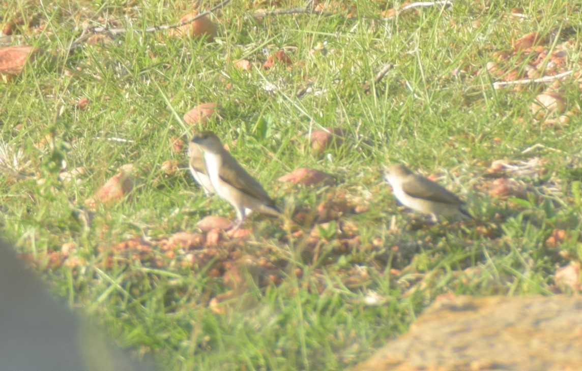 Indian Silverbill - ML642857313