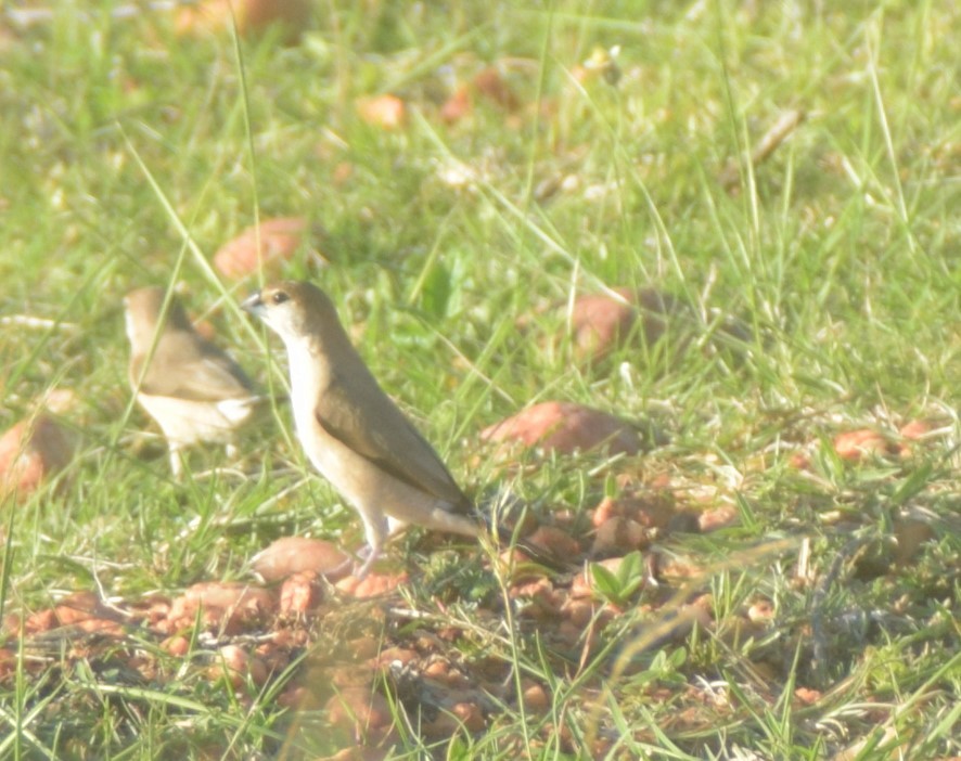 Indian Silverbill - ML642857314