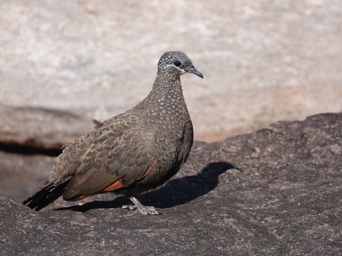 Chestnut-quilled Rock-Pigeon - ML642857318