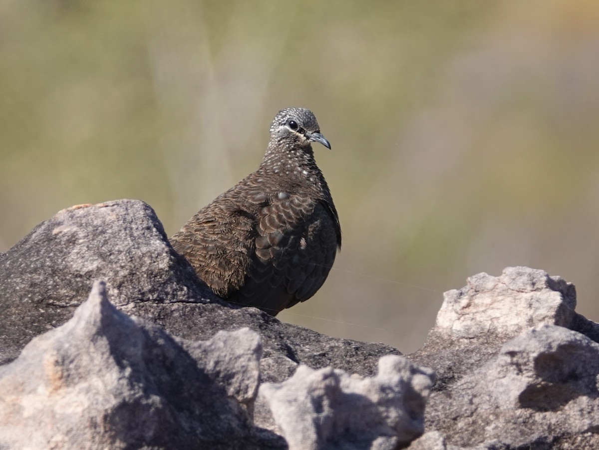 Chestnut-quilled Rock-Pigeon - ML642857319